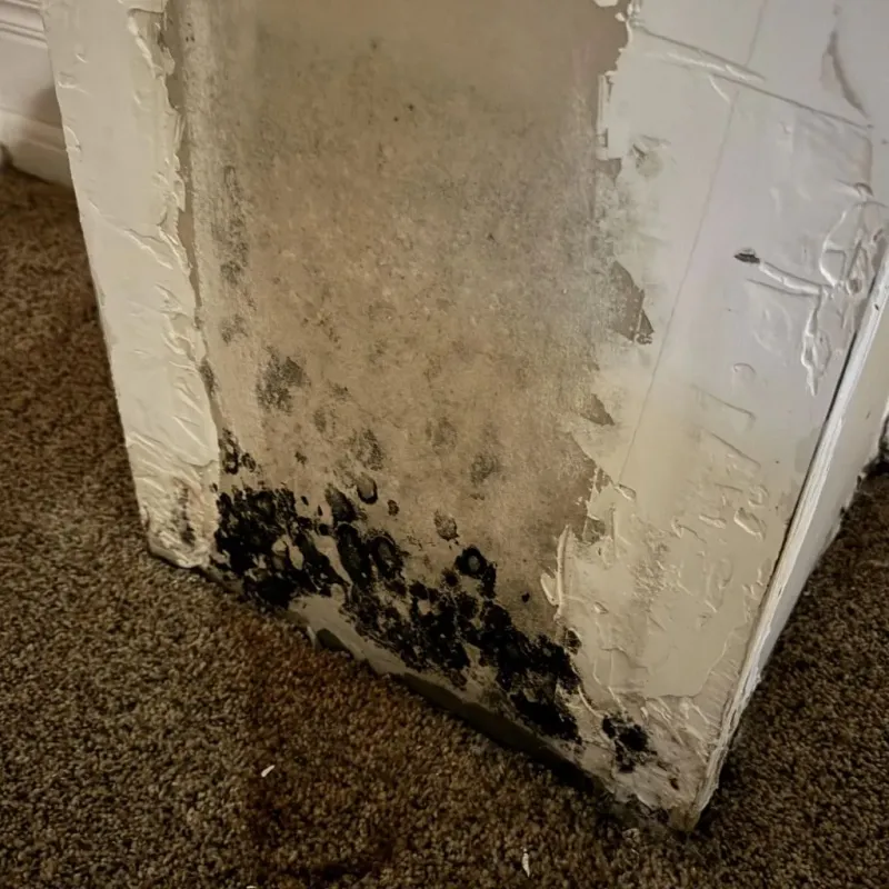 Professional Mold Removal in Selmer, TN
